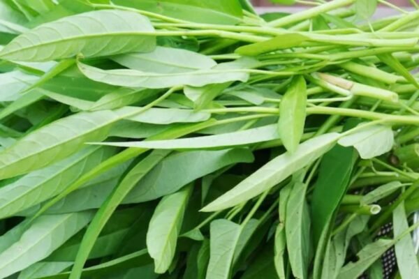 Doctors have said that Kalmi Green is beneficial for liver problems