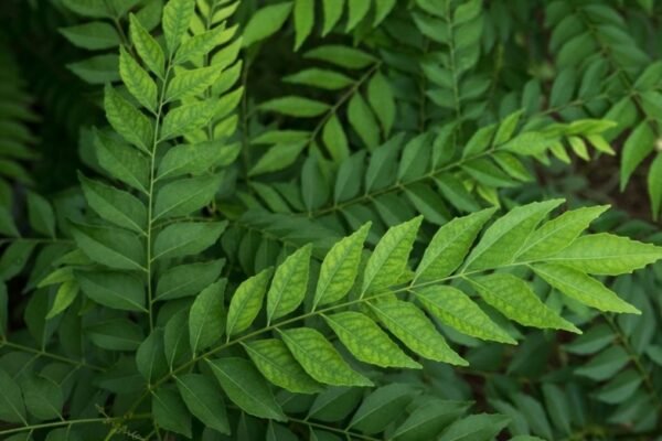 Chewing 2-3 leaves of this on an empty stomach will keep the disease away