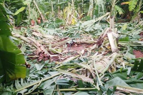 A herd of wild elephants damage betel nut and banana plantations in Rajganj