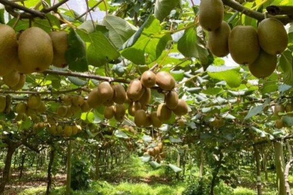 Arunachal Pradesh focusing on ecotourism by various activity