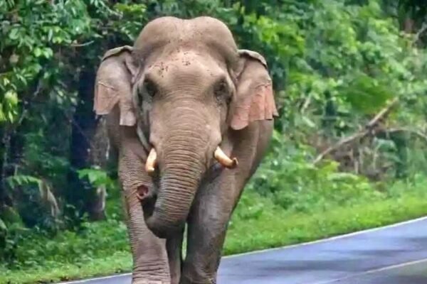 An Arunachal man was severely hurt by a wild elephant attacked him