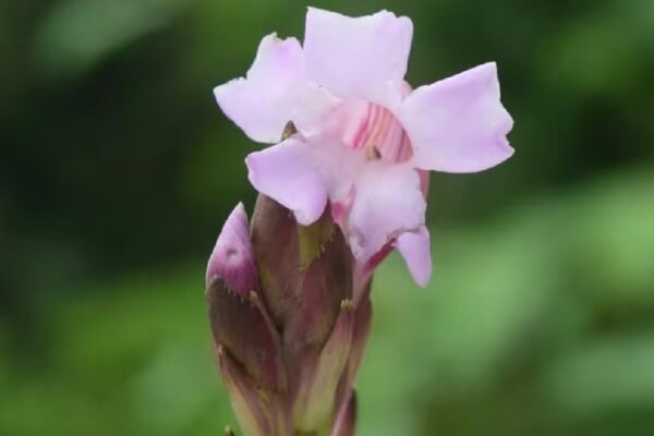New enormous Strobilanthes species found in the eastern Himalayas of Arunachal