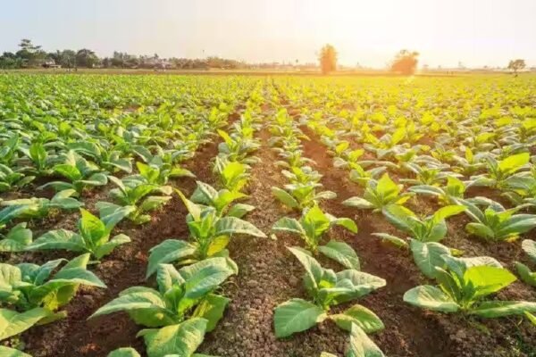 Tawang’s Krishi Vigyan Kendra is promoting organic farming