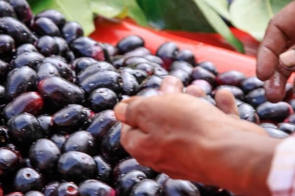 Get the most out of eating jamun