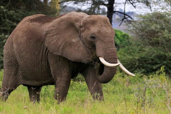 Rising human-elephant conflict in Arunachal: forest officials urge vigilance