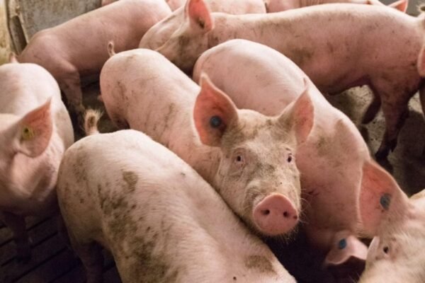 For improved livelihoods, Arunachal minister encourages farmers to adopt scientific pig rearing