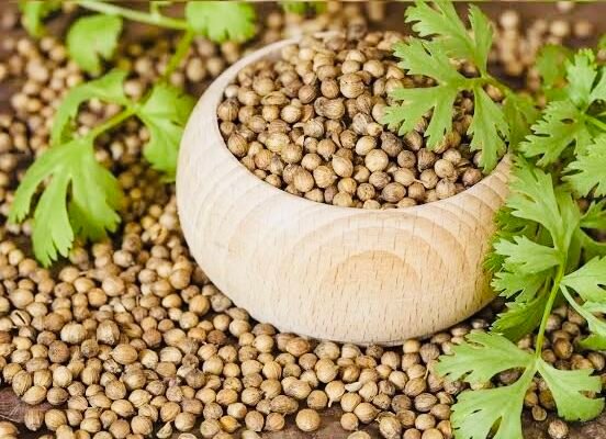 Coriander futures rose: Prices jump on demand