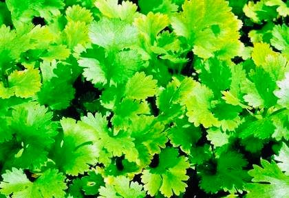 Coriander futures jump: Prices rise on demand