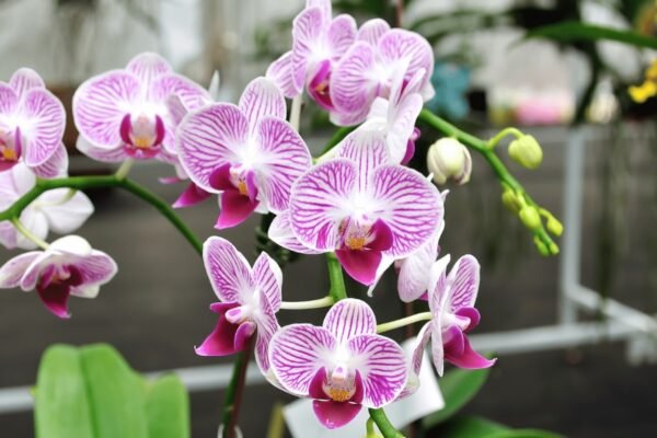 To boost orchid mission, Arunachal eyes Thai collaboration