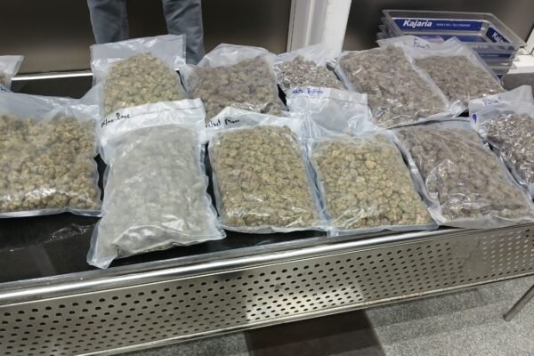 High-grade hydroponic weed found at Pune Airport is worth Rs. 6.12 crore