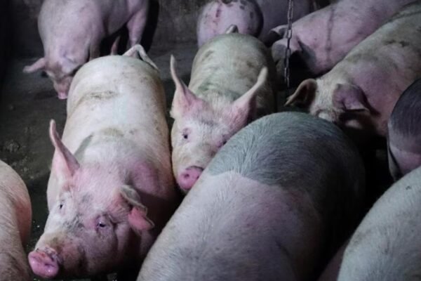 Arunachal Pradesh reports ASF outbreak in West Siang district