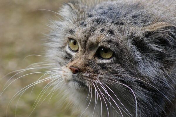 Pallas’s Cat spotted for the first time in Arunachal Pradesh