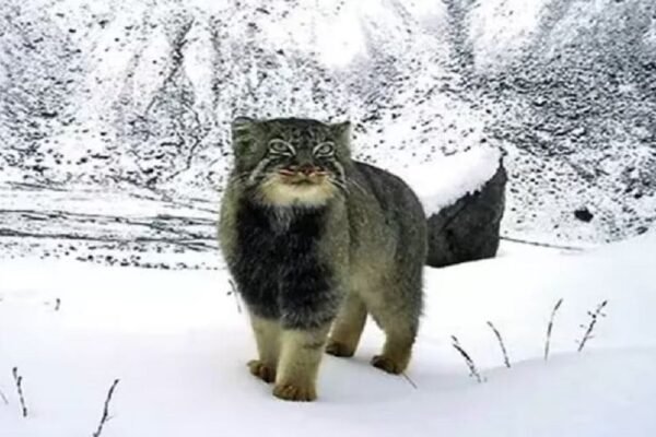 WWF survey captures first images of Pallas’s cat, five other wild cats at 4,200m in Arunachal
