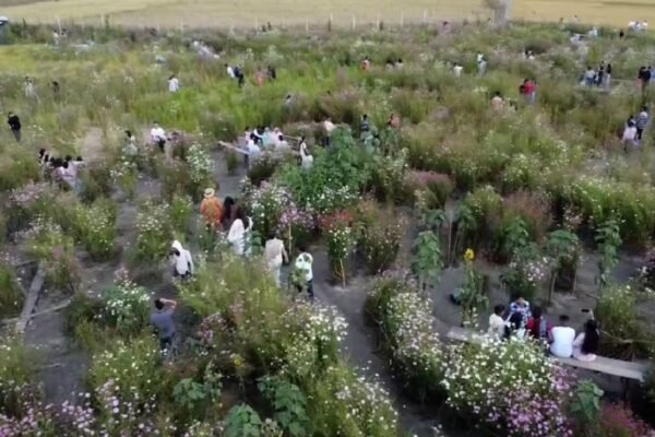 Tourists flock to Ziro valley’s Hari village to witness stunning cosmos bloom